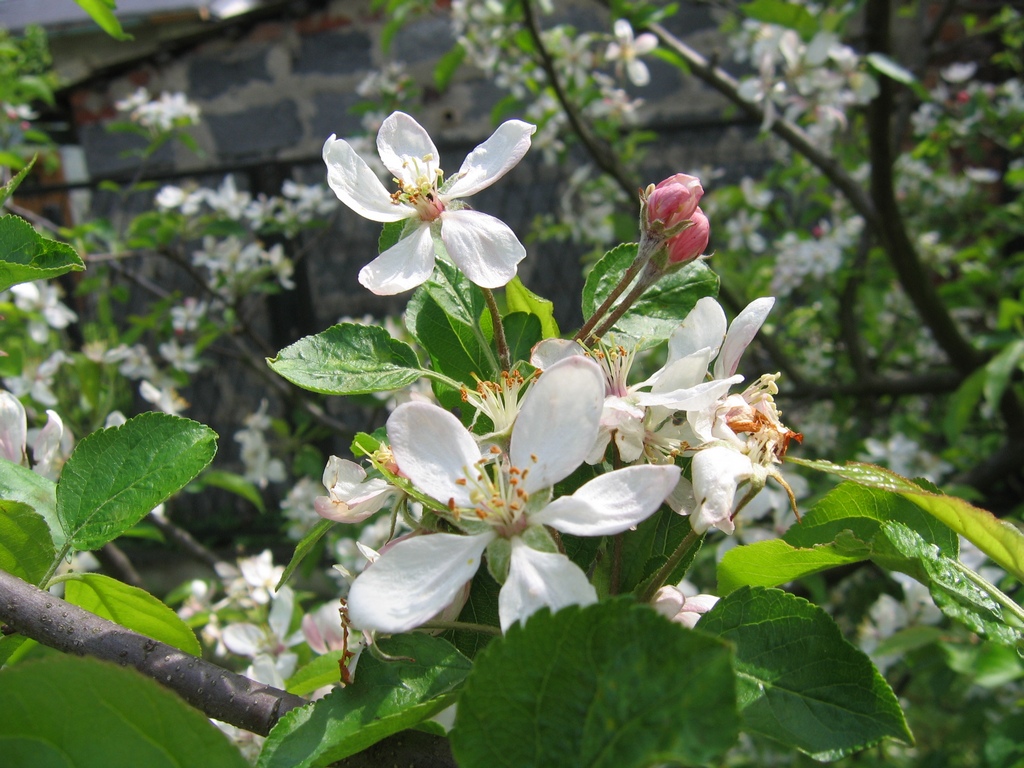 Jabłoń - kwiaty